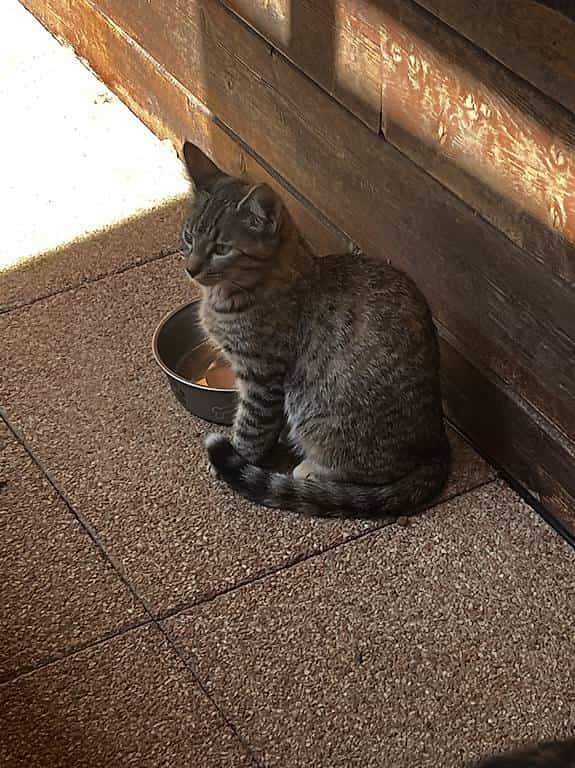 À donner chatons de 6 mois