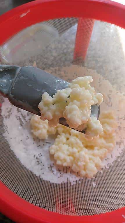 Regalo grani di kefir